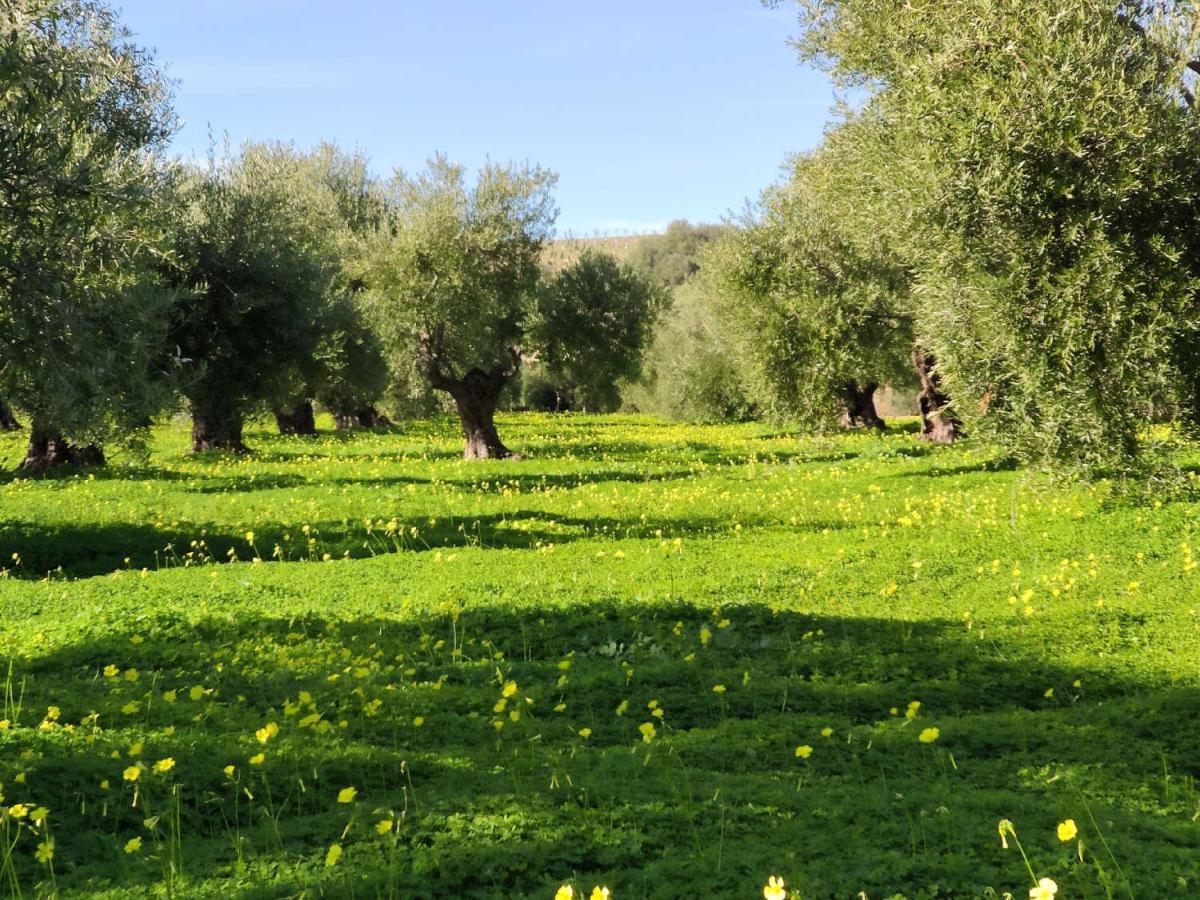 Finca Las Rosas De Santa Ana Villamartín Buitenkant foto